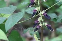 Mucuna pruriens var. pruriens